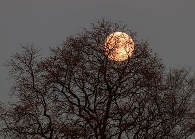 The moon through the tree