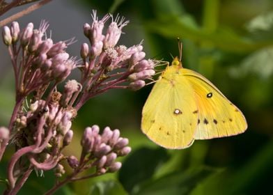 Yellow butterfly on flower