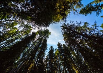 Sky view Thru the Trees