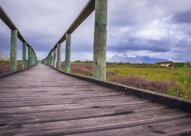 Wooden boardwalk 