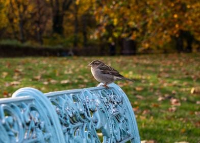 Small sparrow