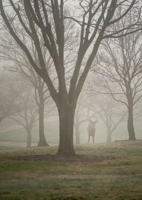 Deer on a Foggy Morning