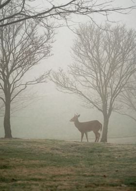 Deer on a Foggy Morning 2