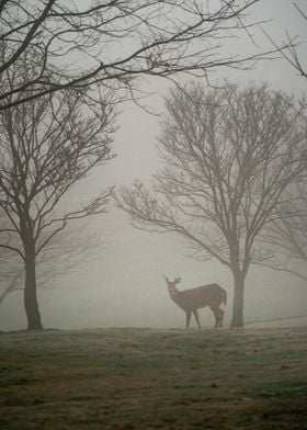 Deer on a Foggy Morning 3