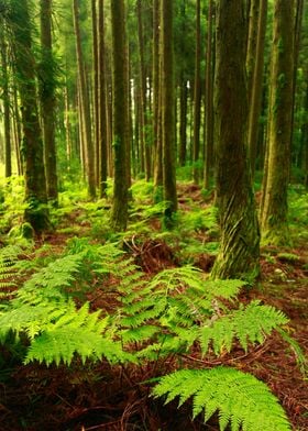 Ferns in the forest