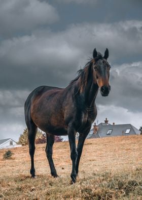 Irish Beauty