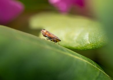 Moth in a Garden