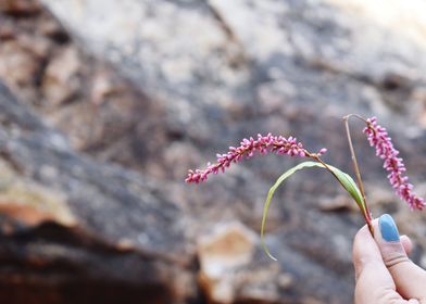 Pink Flower