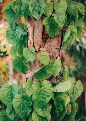 Tree Leaves