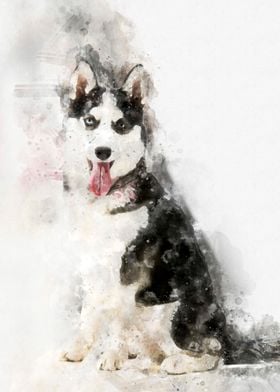 Husky Dog Watercolor