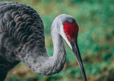 Sandhill Crane