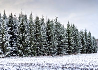 Snowy forest 2of2