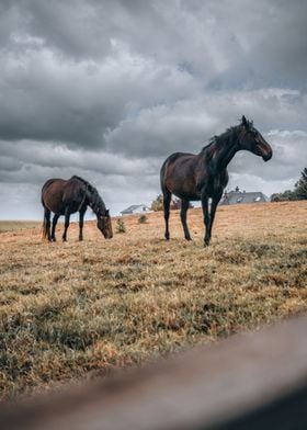 Irish Stallions