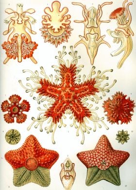 Vintage Starfish
