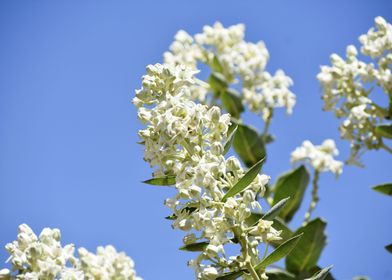 Bunch of white flowers