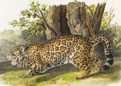 Spotted Wild Jaguar