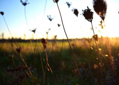 Sunset on a field