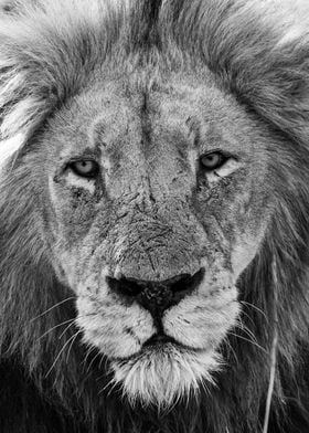 Lion head black and white