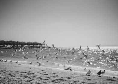 Birds by the beach