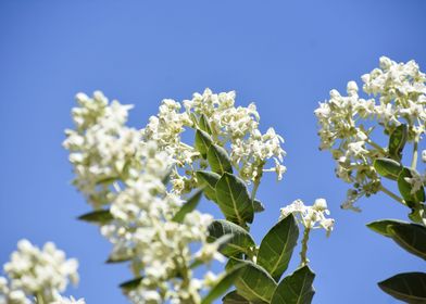 Bunch of white flowers