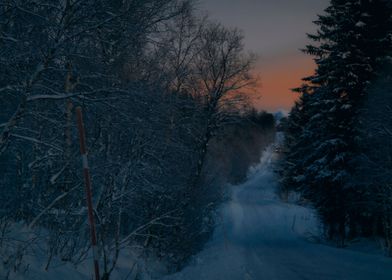 The road in the woods