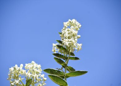 Bunch of white flowers