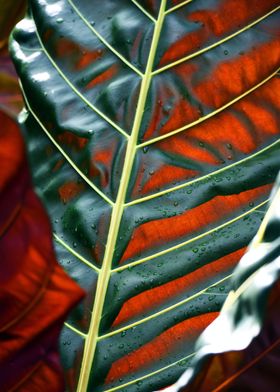 Tropical Rain Forest Leaf