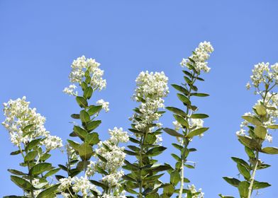 Bunch of white flowers