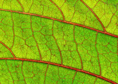 Red Veins on Green Leaf