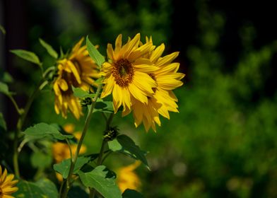 Yellow sunflowers