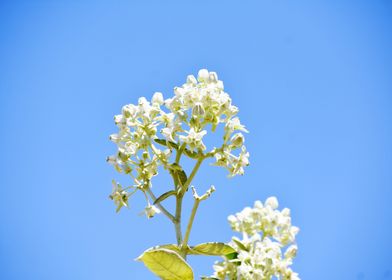 Bunch of white flowers