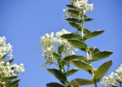 Bunch of white flowers