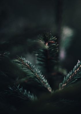 Darkgreen Pine Needles