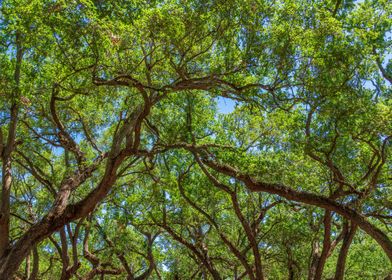 Oak Tree Branches