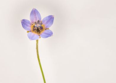 Cape bluebells