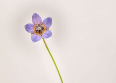 Cape bluebells