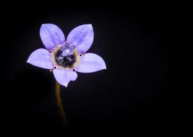 Cape bluebells