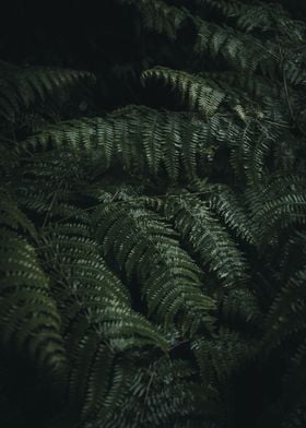 Moody Darkgreen Fern