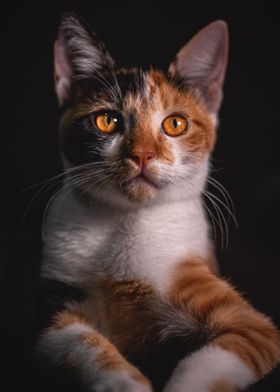 Amber Cat