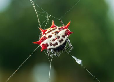 Spinybacked Spider in Web