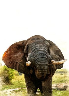 Elephant