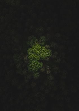 Topdown Forest Droneshot 