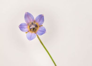 Cape bluebells