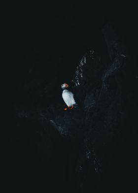 Famous Puffin