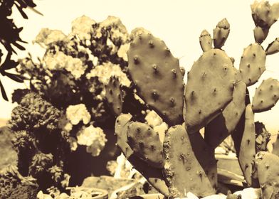 The Cactus 