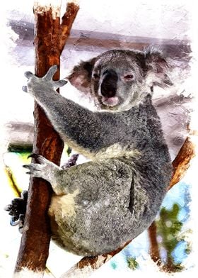 Koala