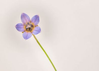 Cape bluebells