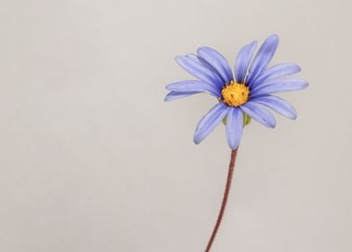 Blue daisy flower