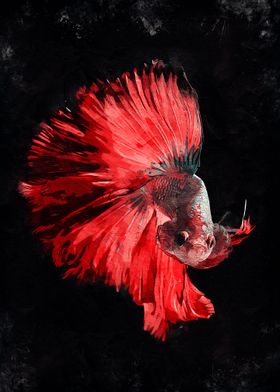 Betta Fish