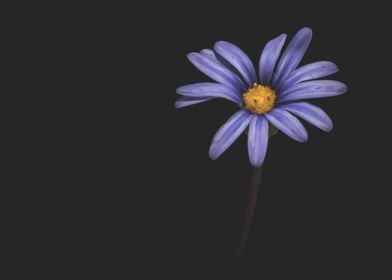 Blue daisy flower